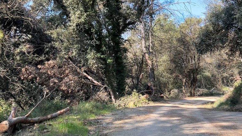 Continua la preocupació per l’estat dels boscos de la Garrotxa a pocs dies perquè comenci l’estiu